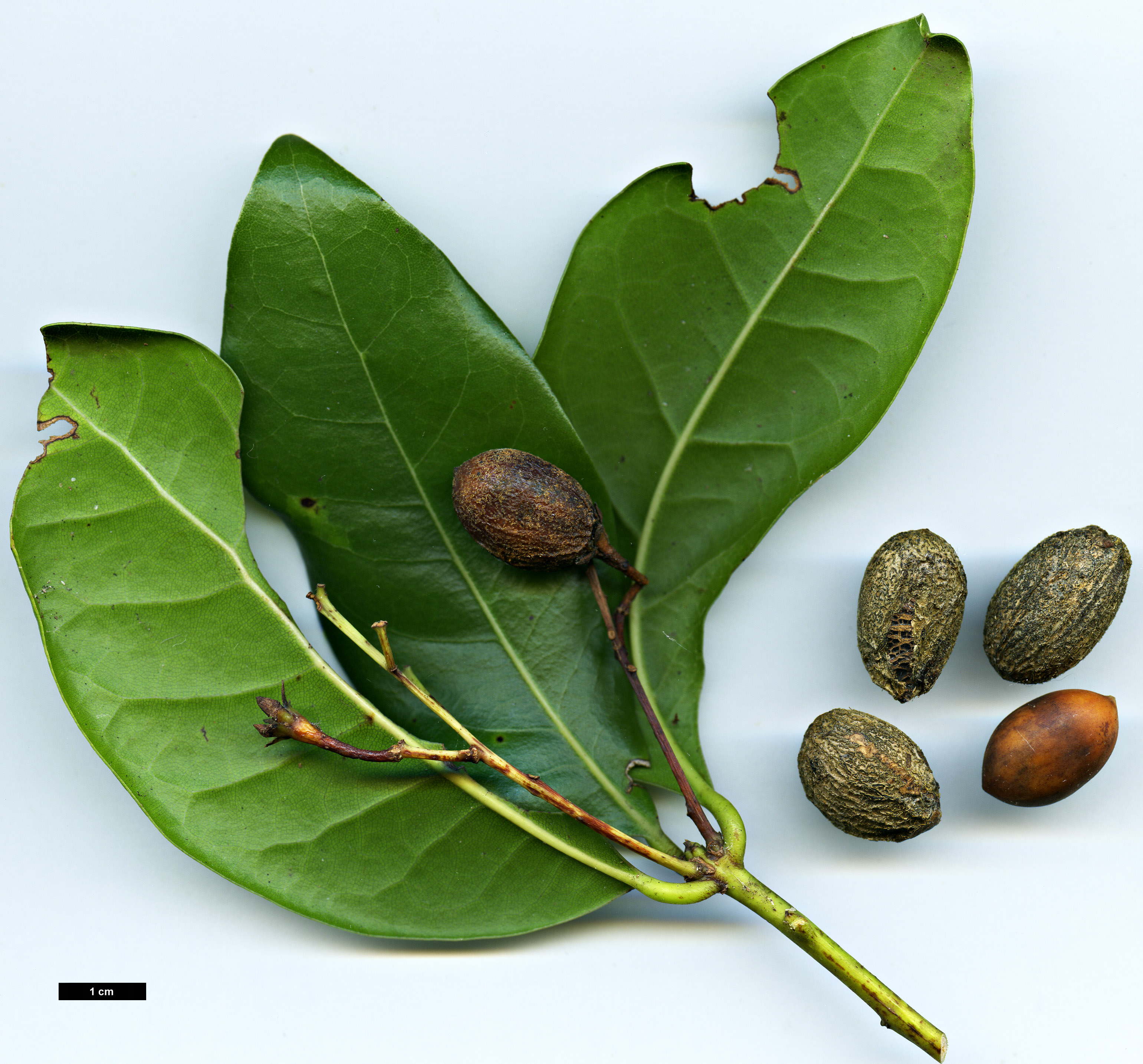 High resolution image: Family: Lauraceae - Genus: Apollonias - Taxon: barbujana